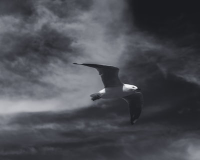 白色和黑色的鸟飞在白天多云的天空下
